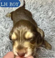 Snickers , a male Miniature Dachshund for sale in San Antonio, TX – 2 of 4
