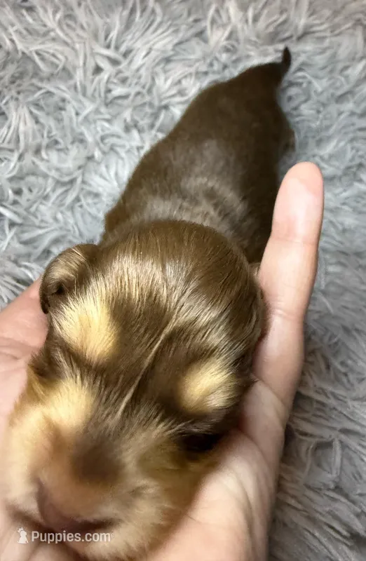 Snickers  – Miniature Dachshund puppy on hold in San Antonio, TX