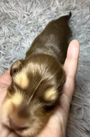 Snickers , a male Miniature Dachshund for sale in San Antonio, TX – 1 of 4