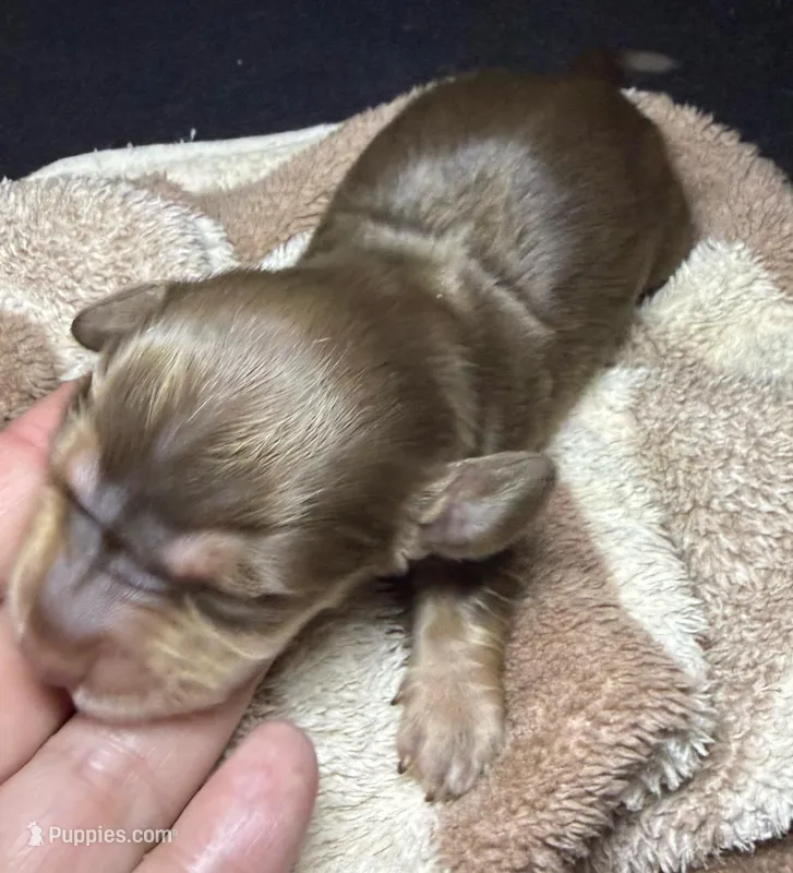 Snickers  – Miniature Dachshund puppy for sale in San Antonio, TX