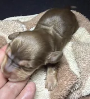 Snickers , a male Miniature Dachshund for sale in San Antonio, TX – Photo 1 of 3