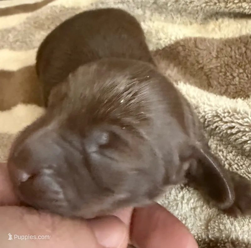 AKC LH Charlotte  – Miniature Dachshund puppy for sale in San Antonio, TX