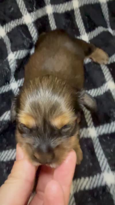 Leah, a female Miniature Dachshund for sale in San Antonio, TX – 5 of 7