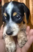 Oreo, a male Miniature Dachshund for sale in San Antonio, TX – 5 of 9