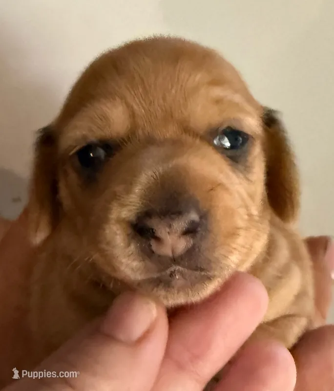 SH Andrea – Miniature Dachshund puppy for sale in San Antonio, TX