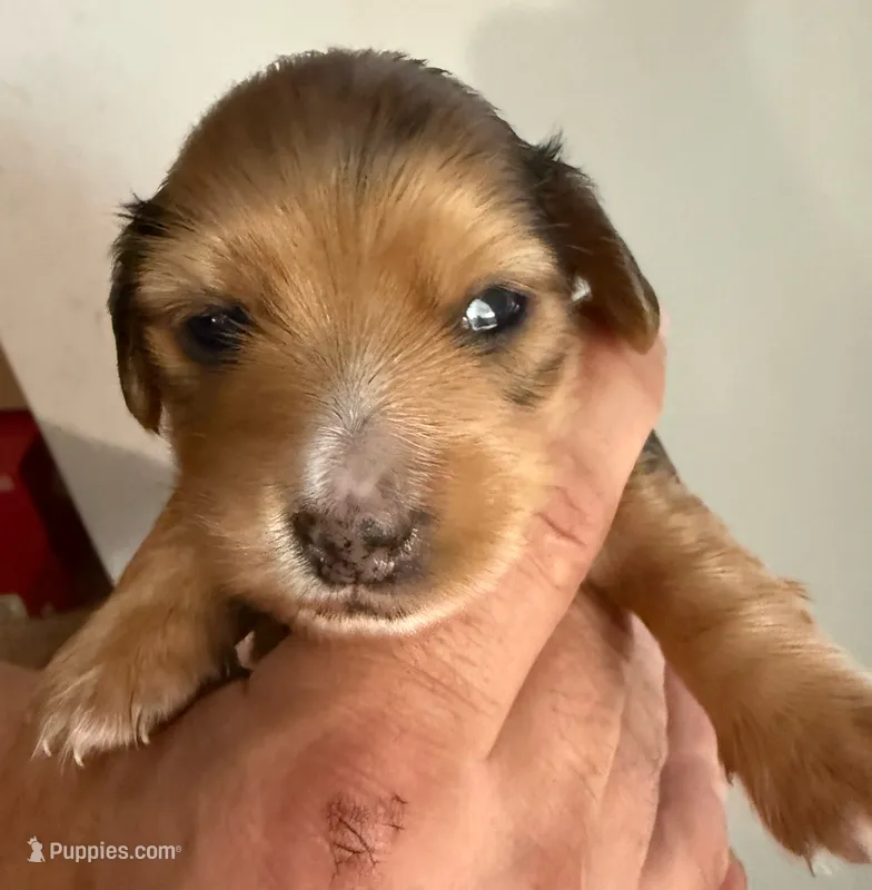 LH Oliver – Miniature Dachshund puppy for sale in San Antonio, TX