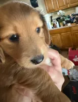 LH  Prince, a male Miniature Dachshund for sale in San Antonio, TX – 4 of 10