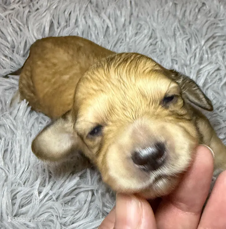 Bella – Miniature Dachshund puppy for sale in San Antonio, TX