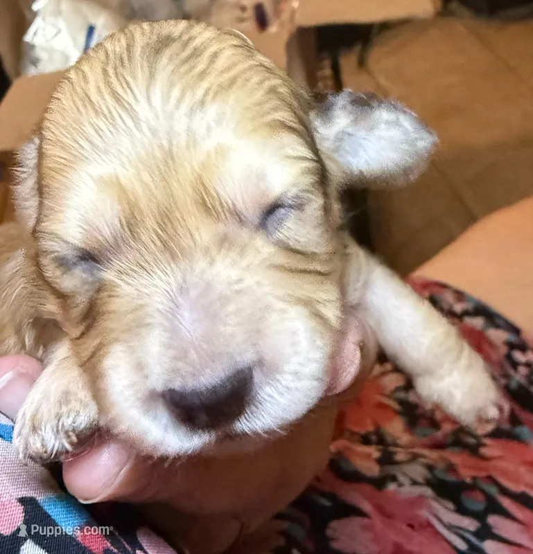 Bella – Miniature Dachshund puppy for sale in San Antonio, TX