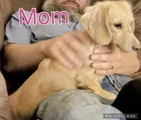 Bella, a female Miniature Dachshund for sale in San Antonio, TX – Photo 2 of 3