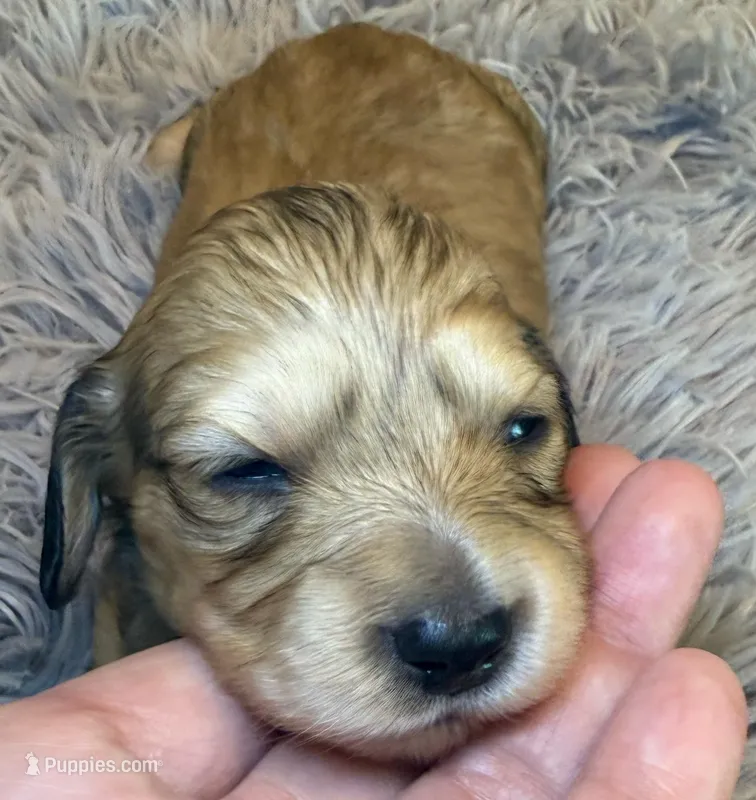 Bella – Miniature Dachshund puppy for sale in San Antonio, TX