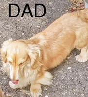 Bella, a female Miniature Dachshund for sale in San Antonio, TX – Photo 3 of 3