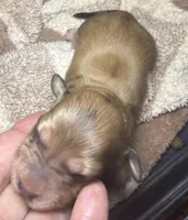 Bella, a female Miniature Dachshund for sale in San Antonio, TX – Photo 1 of 3