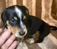 Oreo, a male Miniature Dachshund for sale in San Antonio, TX – 3 of 9
