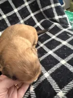LH Dapple Oliver, a male Miniature Dachshund for sale in San Antonio, TX – 5 of 9