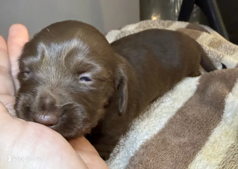 AKC LH Charlotte  – Miniature Dachshund puppy for sale in San Antonio, TX