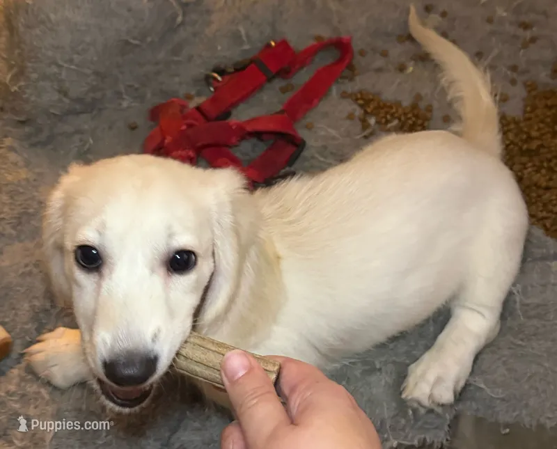 AKC Polar Bear LH – Miniature Dachshund puppy for sale in San Antonio, TX