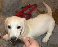 AKC Polar Bear LH, a male Miniature Dachshund for sale in San Antonio, TX – 1 of 6