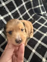 LH Dapple Oliver, a male Miniature Dachshund for sale in San Antonio, TX – 2 of 9