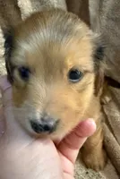 LH  Chewbacca , a male Miniature Dachshund for sale in San Antonio, TX – 3 of 10