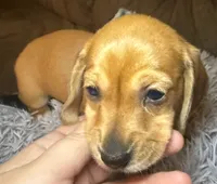 AKC/CKC SH Betty, a female Miniature Dachshund for sale in San Antonio, TX – 6 of 10