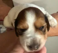 LH Rosa, a female Miniature Dachshund for sale in San Antonio, TX – 4 of 7