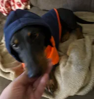 Millie, a female Dachshund for sale in San Antonio, TX – 4 of 4