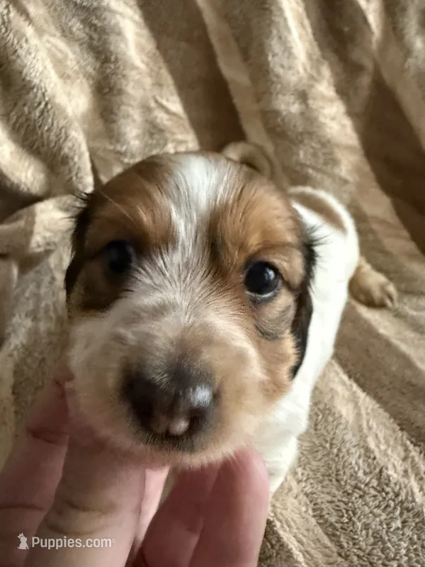 LH Rosa – Miniature Dachshund puppy for sale in San Antonio, TX