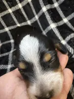 Cookie, a male Miniature Dachshund for sale in San Antonio, TX – 2 of 9