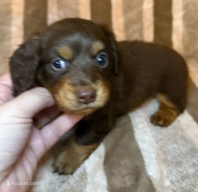 LH Cosmos CKC – Miniature Dachshund puppy for sale in San Antonio, TX