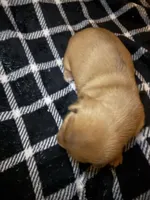 Andrea, a female Miniature Dachshund for sale in San Antonio, TX – 3 of 6