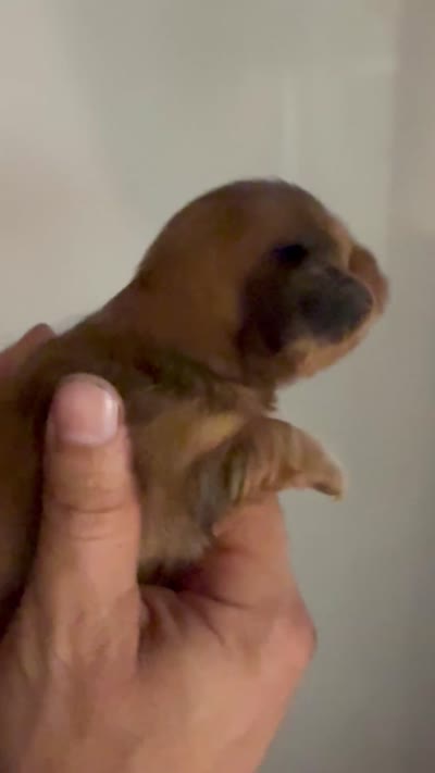 LH Oliver, a male Miniature Dachshund for sale in San Antonio, TX – 4 of 6