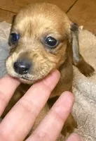 Bella, a female Miniature Dachshund for sale in San Antonio, TX – 3 of 9