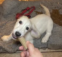AKC Polar Bear LH, a male Miniature Dachshund for sale in San Antonio, TX – 4 of 6