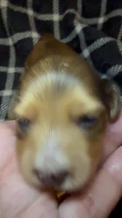 Oliver, a male Miniature Dachshund for sale in San Antonio, TX – 4 of 5