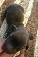 AKC LH Charlotte , a female Miniature Dachshund for sale in San Antonio, TX – 2 of 5