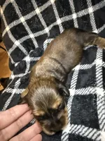 Leah, a female Miniature Dachshund for sale in San Antonio, TX – 3 of 7