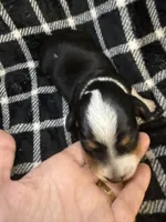 Cookie, a male Miniature Dachshund for sale in San Antonio, TX – 4 of 9