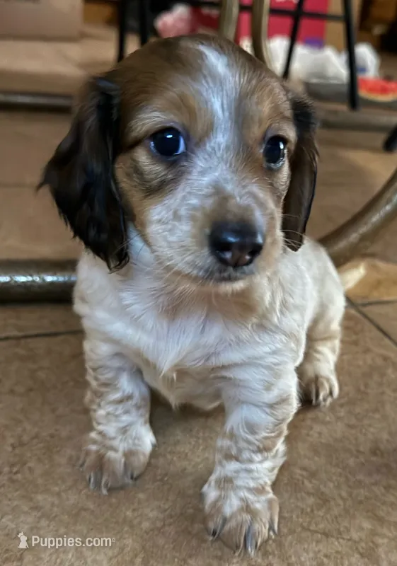 LH Rosa – Miniature Dachshund puppy for sale in San Antonio, TX