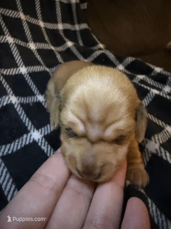 Andrea – Miniature Dachshund puppy for sale in San Antonio, TX