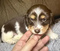 AKC/CKC LH Snickers , a male Miniature Dachshund for sale in San Antonio, TX – 3 of 10