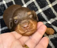 LH Grizzly Bear CKC, a male Miniature Dachshund for sale in San Antonio, TX – 2 of 10