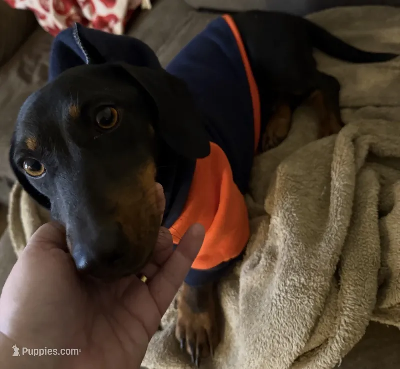 Millie – Dachshund puppy for sale in San Antonio, TX