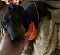 Millie, a female Dachshund for sale in San Antonio, TX – 1 of 4