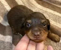 LH Cosmos CKC, a male Miniature Dachshund for sale in San Antonio, TX – 2 of 10