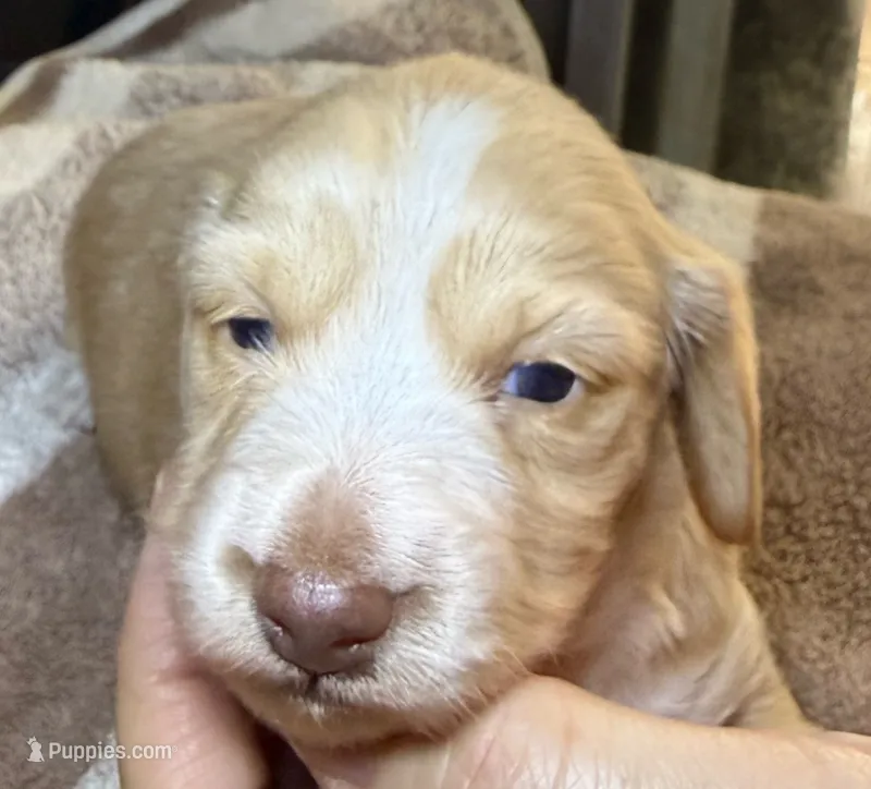 AKC Eleanor LH – Miniature Dachshund puppy for sale in San Antonio, TX