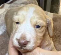 AKC LH Eleanor , a female Miniature Dachshund for sale in San Antonio, TX – 1 of 10