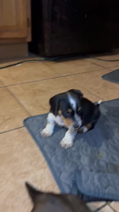 Oreo, a male Miniature Dachshund for sale in San Antonio, TX – 7 of 9