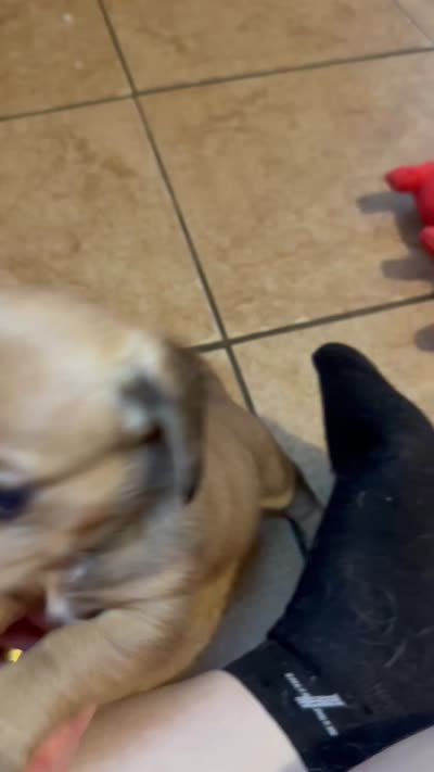 Bella, a female Miniature Dachshund for sale in San Antonio, TX – 8 of 9