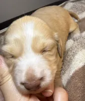 AKC LH Eleanor , a female Miniature Dachshund for sale in San Antonio, TX – 7 of 10